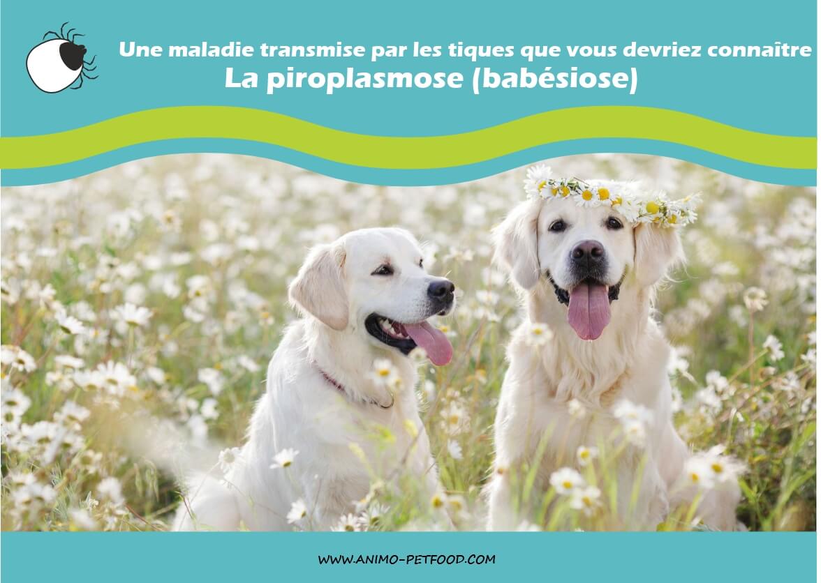 La piroplasmose (babésiose) , maladie transmise par les tiques